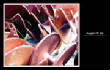 MSphoto/auger.jpg