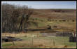 MSphoto/cattle1.jpg