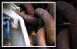 MSphoto/chain.jpg