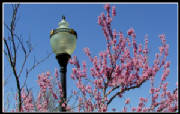 Lamp and Lavender