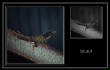 MSphoto/lizardMS.jpg
