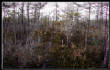 MSphoto/swamp.jpg