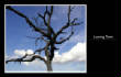 MSphoto/treetown.jpg