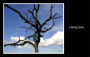 MSphoto/treetown.jpg