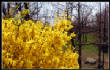 MSphoto/yellowTREE.jpg