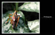 MSphoto/zzgrashpr.jpg