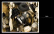 MSphoto/zzhats.jpg